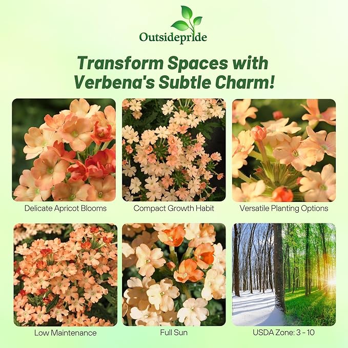 Outsidepride Apricot Verbena Seeds for Planting - 2000 Pcs. Annual, Drought Tolerant & Easy to Grow, Ground Cover with Fragrant & Vibrant Blooms for Window Boxes, Borders & Pollinator Gardens