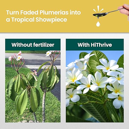 32oz Plumeria Fertilizer - Makes 32 Gallons of Liquid Plant Food for Plumeria Plants Live, Tropical Plant Fertilizer for Vibrant Flowers, Glossy Leaves, and Strong Roots - Nutrient-Rich Flower Food
