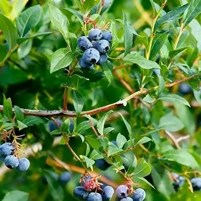200 Blueberry Seeds for Planting, Non-GMO Blueberry Seed, Fruit Tree Seeds, Heirloom Berry Seed for Gardens and Containers
