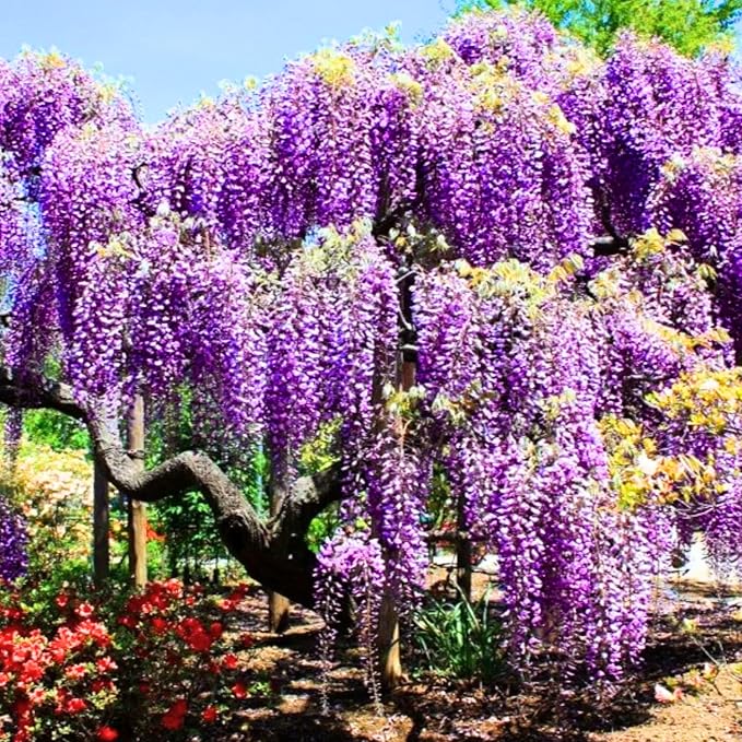 2 Purple Wisteria Trees Live Plants, Purple Wisteria Plant Live 6 to 12 Inch Height, in Pots, Wisteria Vine Live Plant, Fragrant Wisteria Flowers Ready to Grow Indoors Outdoors