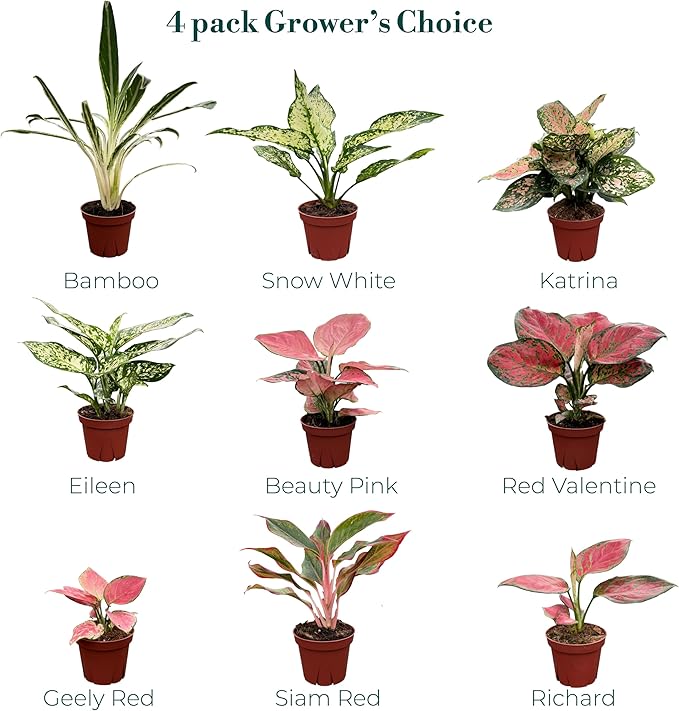 CoollectivePlants Aglaonema Live Plant Combo (Pack of 4) – Grower’s Choice Assorted Chinese Evergreen Indoor Plants Live Houseplants in 4” Growers Pots | Easy Low Light Indoor Plants