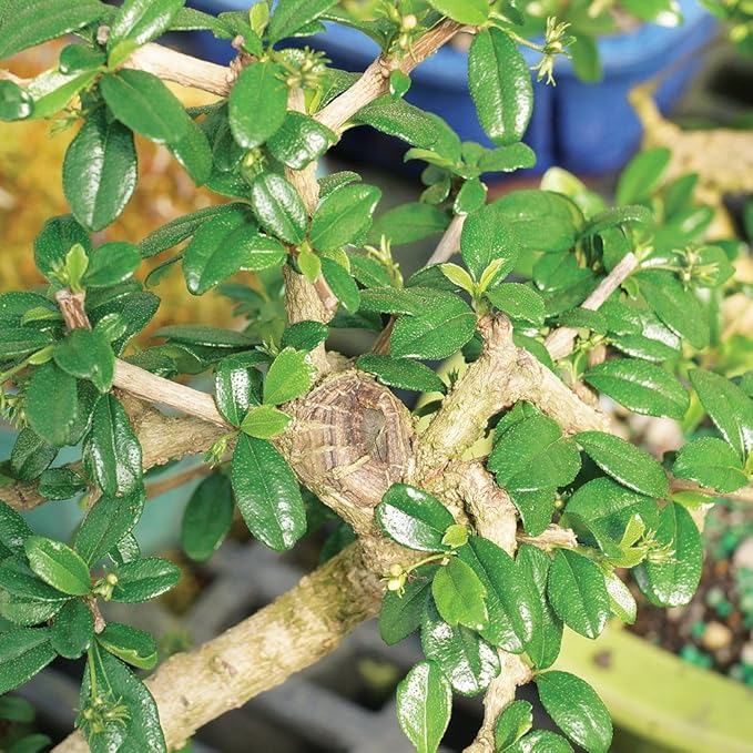 Brussel's Bonsai Live Fukien Tea Bonsai Tree - Medium, 9 Year, 8 to 12 inches Tall - Indoor Bonsai Tree Live with Ceramic Bonsai Pot and Bonsai Tray
