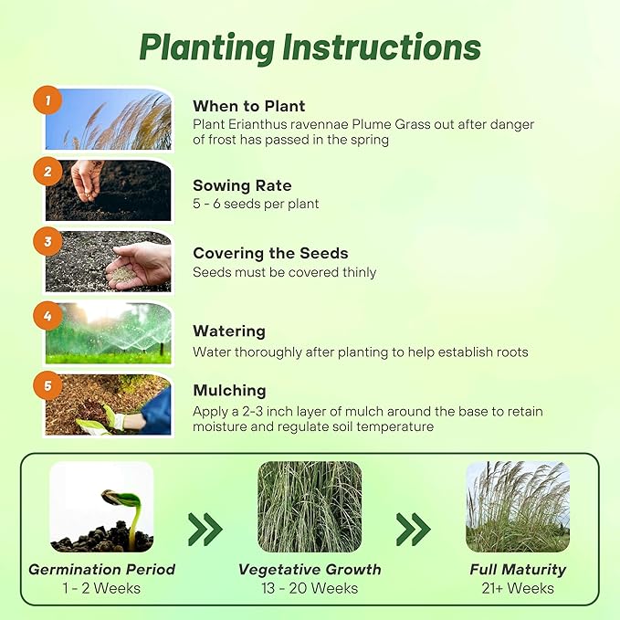 Outsidepride Erianthus Ravennae Plume Grass Seed - 250 Pcs Perennnial Hardy, Giant Ornamental Grass Seeds with Arching Gray-Green Leaves & Cream Plumes for Pampas Substitute