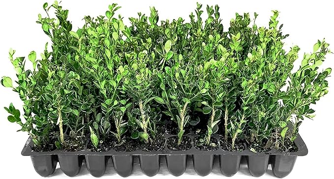 Winter Gem Boxwood | 20 Live Plants | Buxus microphylla Japonica ‘Winter Gem’ | Compact Evergreen Shrubs | Formal Garden Plants for Borders
