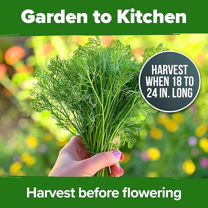 HOME GROWN Dill Seeds for Planting 1,014 Bouquet Dill Seeds and Heirloom Herb Seeds for Planting Outdoors, Grow Your Fragrant Dill Herb Garden (Anethum graveolens)