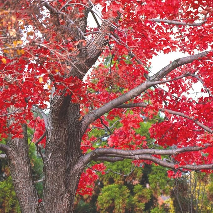Red Maple Tree, Fast Growing Shade Tree with Fall Color, 1 Gallon Nursery Pot | Arbor Day Foundation (Due to Agricultural Laws, Unavailable to CA or AZ)