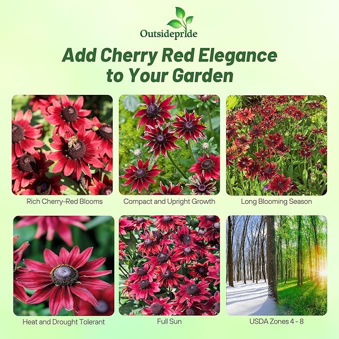 Outsidepride Cherry Brandy Rudbeckia Seeds - 25 Pcs. Annual, Easy to Grow & Self-Seeding Flower Seeds for Planting Red Blooms, for Low Maintenance Pollinator Gardens & Erosion Control