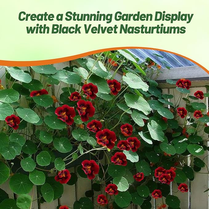 Outsidepride Tom Thumb Black Velvet Nasturtium Seeds - 200 Pcs Annual, Easy to Grow & Versatile, Flower Seeds for Planting Vibrant Blooms, Ideal for Gardens, Borders, and Pollinator Gardens