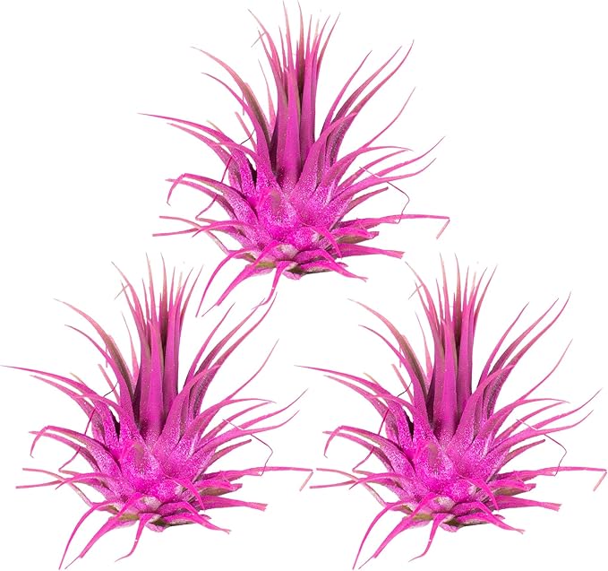 Air Plants 3 Pack - Tillandsia Ionantha - 3 Hole Planter - Organically Enhanced Color - Live Arrival Guaranteed - House Plants for Home Decor & Gift (3Pk + Black Planter) (3Pk Rose Pink + 3 Hole Tan)