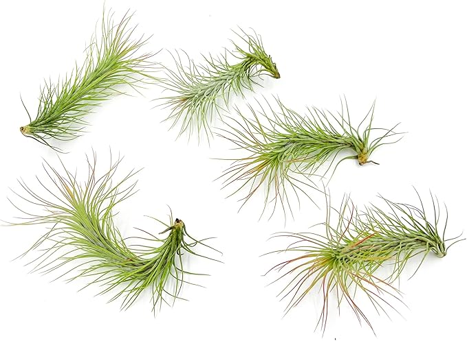 ragnaroc Air Plants - Tillandsia Funckiana, Large 5" - 5ct - Live Arrival Guaranteed - House Plants for Home Decor & Gift