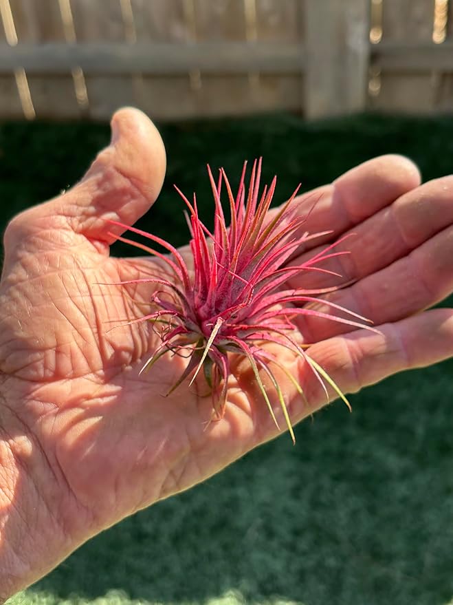 Air Plants - Tillandsia Ionantha - Organically Enhanced Color - Live Arrival Guaranteed - House Plants for Home Decor & Gift (Coral Glow 1pk)