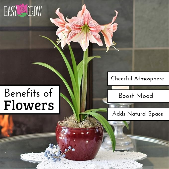 Easy to Grow Amaryllis Tinkerbell 1 Plant Bulb - Coral Pink Ruffled Flowers for Indoor Holiday & Outdoor Zones 9-11