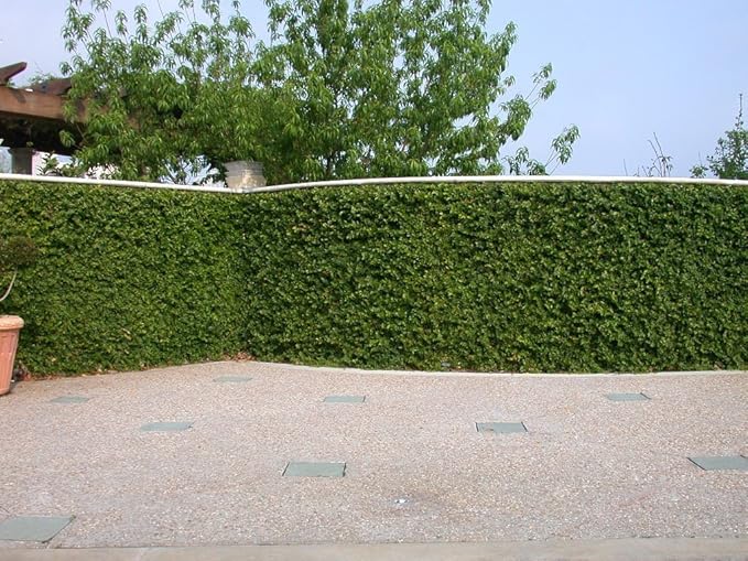 Creeping Fig Plant Ficus Pumila Climbing Vine - 30 Live Fully Rooted Plants
