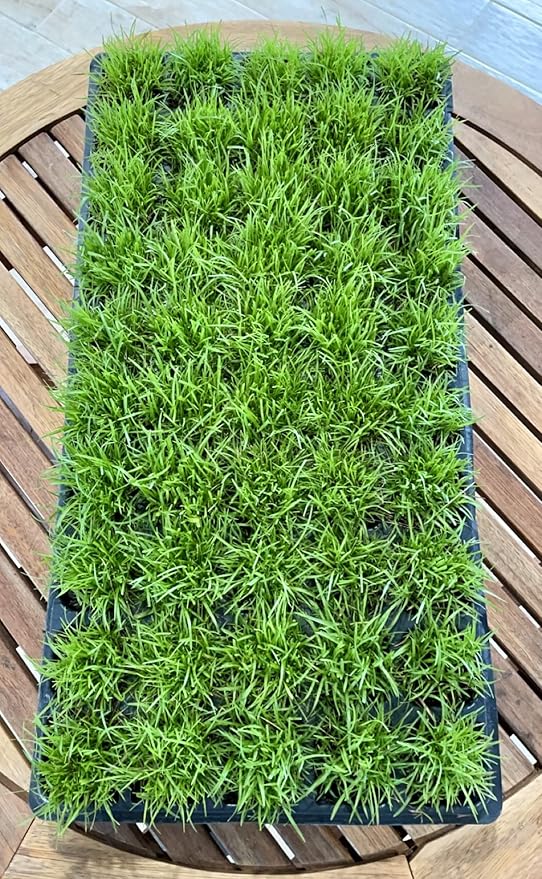 Centipede Grass Plug Tray | EZ Plug 50 Grass Plugs Per Tray