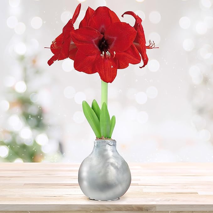 Garden State Bulb Waxed Amaryllis Flower Bulb, 30/32cm (Silver)