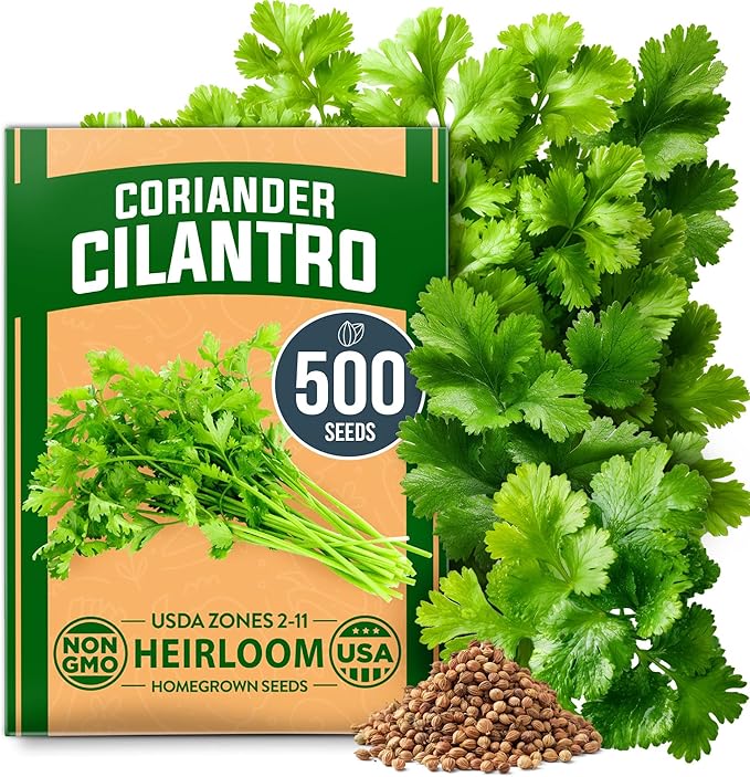 HOME GROWN 500+ Cilantro Seeds for Planting Indoors or Outdoors - Heirloom Coriander Seeds, Grow Your Own Cilantro Plant - Culinary Herb Seeds for Your Herb Garden