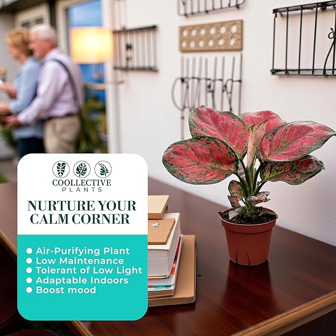 CoollectivePlants Aglaonema Red Valentine – Aglaonema Live Plant in 4″ Growers Pot - Chinese Evergreen Live Plant, Easy Live Indoor Plant with Bright Pink and Green Leaves