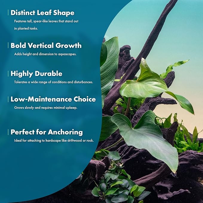 SubstrateSource Live Plants – Anubias Hastifolia (Anubias hastifolia) – Low to Moderate Light, Medium to Dark Green Arrow-Shaped Leaves, Midground to Background Tank Placement - Pot, 3 Pack