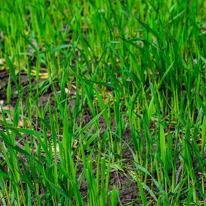 Winter Cereal Rye - 1 LB ~8,000 Seeds - Non-GMO, Open Pollinated - Farm & Garden Cold Weather Cover Crop & Erosion Control.