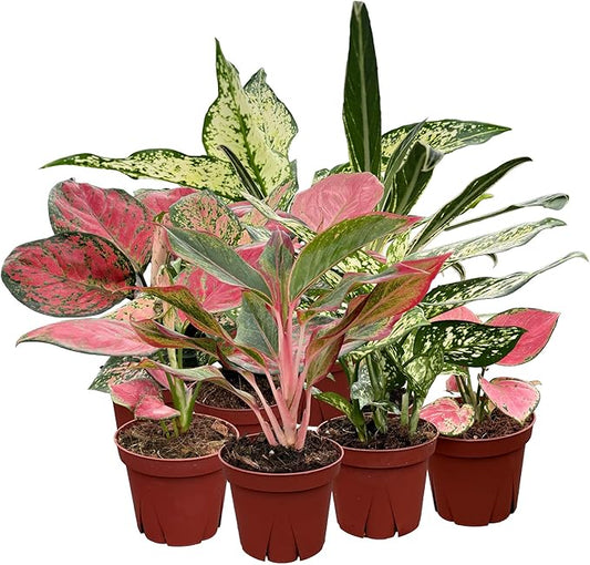 CoollectivePlants Aglaonema Live Plant Combo (Pack of 4) – Grower’s Choice Assorted Chinese Evergreen Indoor Plants Live Houseplants in 4” Growers Pots | Easy Low Light Indoor Plants
