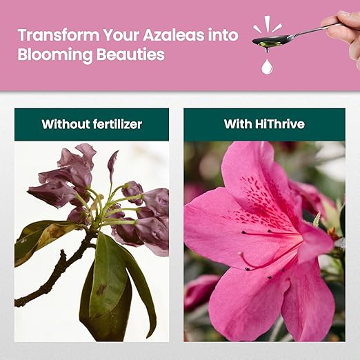 16oz Azalea Fertilizer Outdoor - Makes 16 Gallons of Azalea Plant Food, Liquid Fertilizer for Acid Loving Plants - Flower Food for Vibrant Blooms, Greener Leaves, Healthy Growth & Resilient Roots