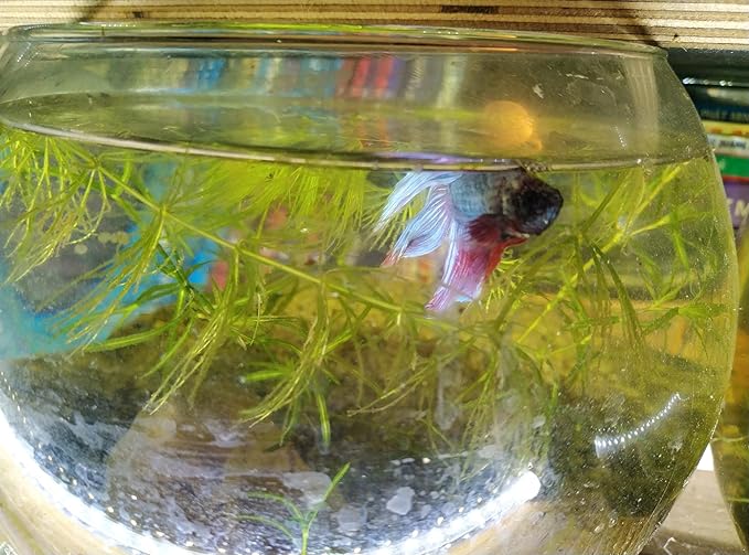 Bundle of Live Male Betta Fish with Hornwort Plants and 5 Inch Spherical Fish Tank, Indoor/Outdoor Home Aquarium