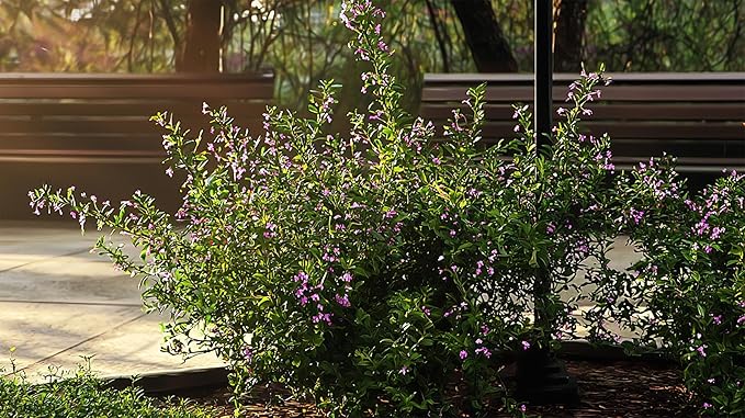 Mexican Heather Purple | 20 Live Plants | Cuphea Hyssopifolia | Drought Tolerant, Evergreen Shrub, Low Maintenance, Flowering Blooms, Full Sun, Ground Cover, Year Round Interest, Outdoor Garden