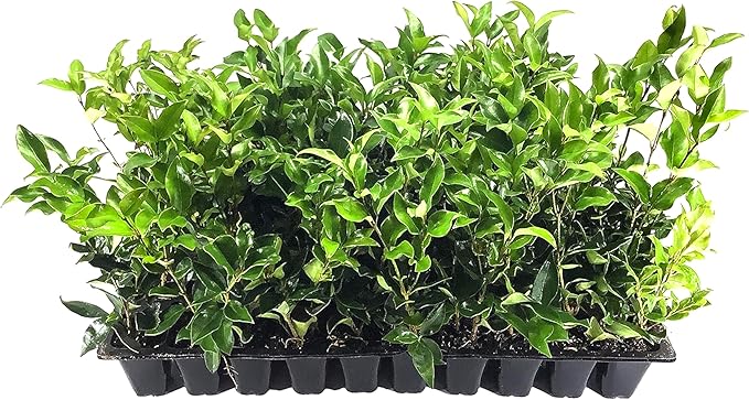 Ligustrum Curled Leaf Privet | 20 Live Plants | Ligustrum Japonicum 'Recurvifolium' | Ornamental Shrub | Privacy Hedge Plants