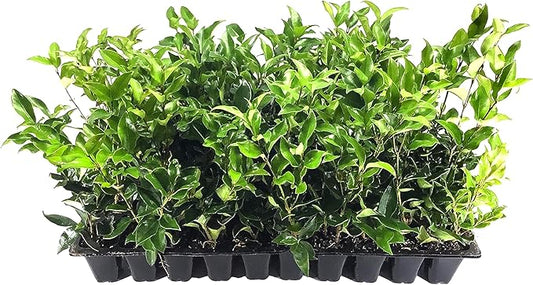 Curled Leaf Privet - Ligustrum Japonicum Recurvifolium - 40 Live Plants - Evergreen Flowering Privacy Hedge
