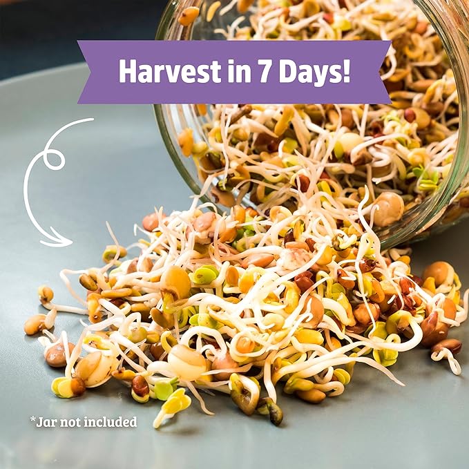 Back to the Roots 100% Organic 5-Part Salad Seeds | 1 Pound Non-GMO | Nutrient Dense, Easy to Grow, Rich in Fiber