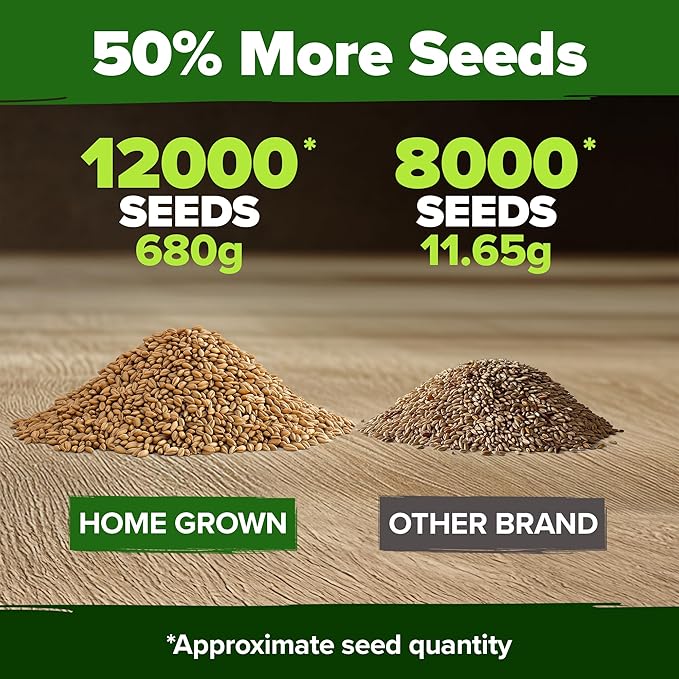 HOME GROWN 12,000+ Wheatgrass Seeds Bulk Pack(1.5 lb) Hard Red Winter Wheatgrass – Heirloom, Sprouting for Juicing, Microgreens, Smoothies & Indoor Gardening(Triticum aestivum)