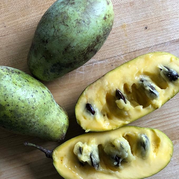 Pawpaw Seeds (Asimina triloba) 5 Seeds (10 Grams) - Edible Paw Paw Fruit Tree Seeds for Forest Farming - Wild Food - Survival Garden