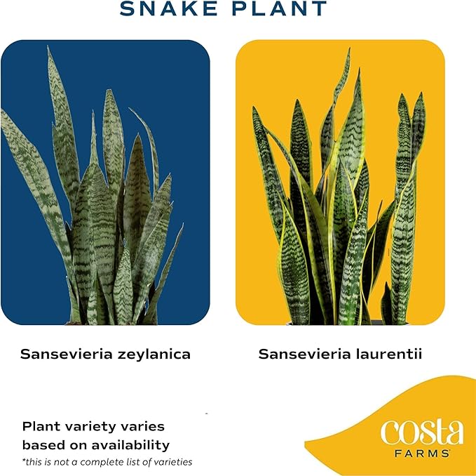 Costa Farms Snake Plant, Small Live Plant in Plastic Pot, Easy to Maintain, Air Purifying Succulent Indoor Houseplant Assorted Variety, Perfect for Home, Room, or Office Décor Gift, 8-12 Inches Tall