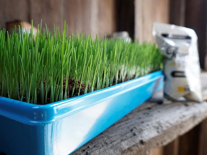 Non-GMO, Thunder Acres Premium Wheat Seed, Cat Grass Seed, Wheatgrass, Hard Red Winter Wheat (25 lbs.)