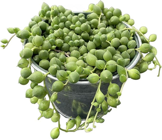 Sprout N Green 4" String of Pearls with Vintage Metal Pot, Live Trailing Succulent House Plant for Home Office Wedding Hanging Decoration, DIY Projects, Party Favor
