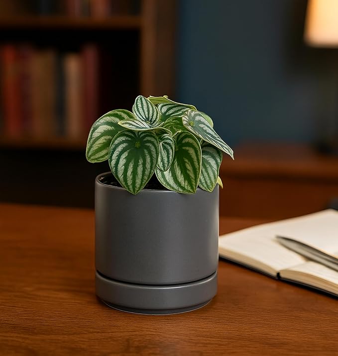 D'vine Dev 4.7 Inch Ceramic Planter Pot with Drainage Hole and Saucer, Indoor Cylinder Round Planter Pot, Grey, 94-O-B-3
