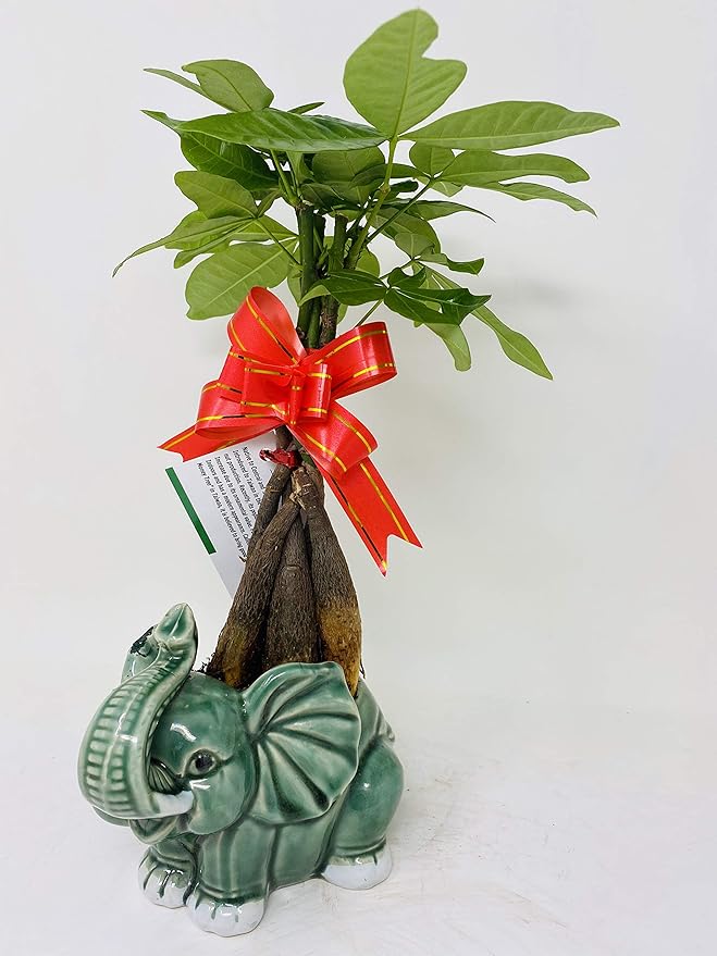 Money Tree Pachira Bonsai Fluffy Elephant Indoor/outdoor 4'' Pot Unique From Jmbamboo