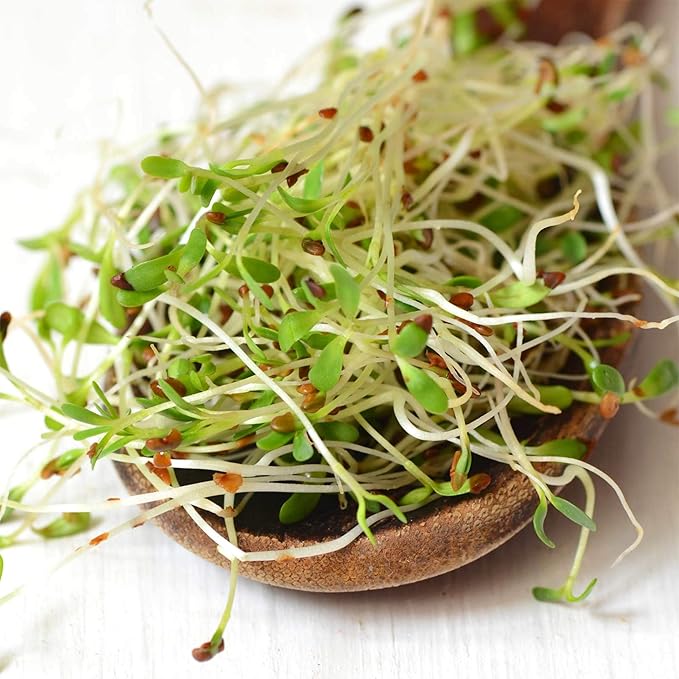 Certified Organic Alfalfa Sprouting Seed - 4 Oz - Handy Pantry Brand - High Sprout Germination- Edible Seeds, Gardening, Hydroponics, Growing Salad Sprouts, Planting, Food Storage & More