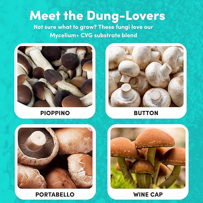 Mycelium 6 LB Mushroom Growing Kit | All-in-One CVG Substrate & Millet Grain | Grow Dung-Loving Mushrooms Like Magic Right in The Bag | Pre-Sterilized with Injection Port - Just Add Liquid Culture
