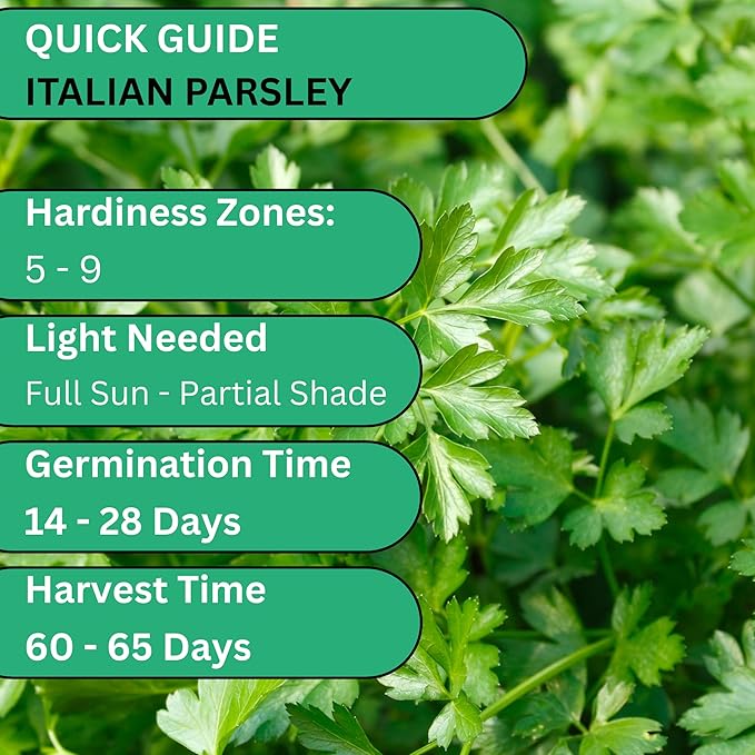 Woods Creek Seeds: Italian Flat Leaf Parsley Seeds for Planting - Over 3,000 Heirloom Non-GMO Italian Parsley Seeds for Planting - Beginner Friendly Herb Gardening for Indoor, Outdoor & Hydroponic