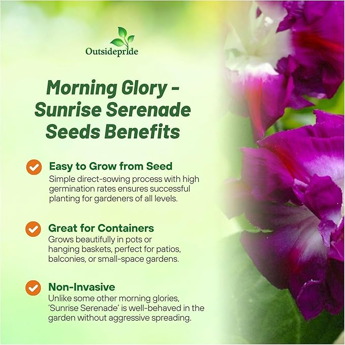 Outsidepride Sunrise Serenade Morning Glory Seeds - 100 Pcs. Annual, Climbing & Vining Flower Seeds for Planting Cerise & Purple Blooms, Ideal for Gardens, Trellises & Vertical Landscapes