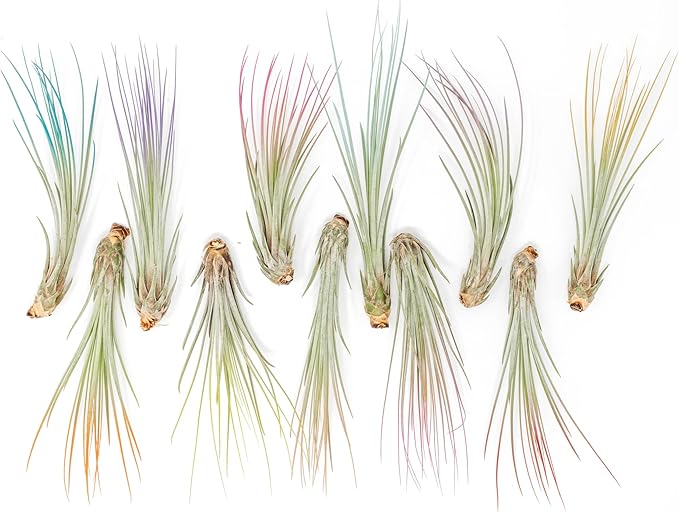 Lavender Colorful Tillandsia Air Plants - Long Lasting Color Enhanced Live Tillandsia Succulent House Plants - Home and Garden Decor - Easy Care Indoor and Outdoor Plants