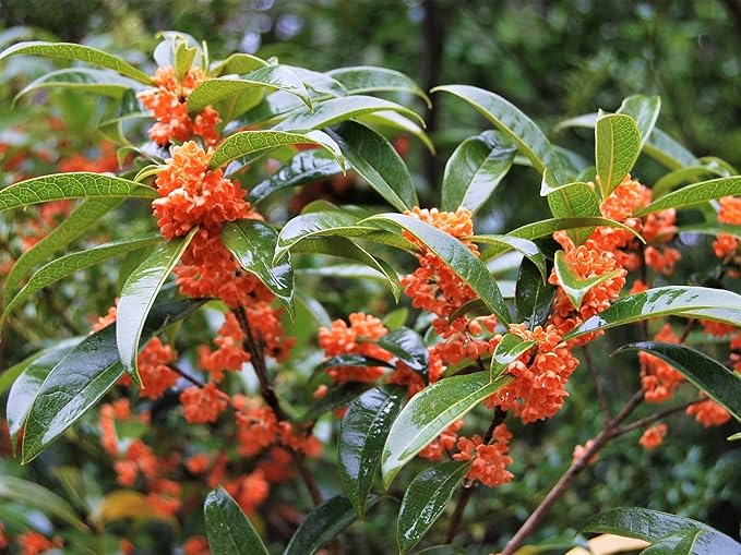 New Life Nursery & Garden / - Red Flowering Fragrant Tea Olive (osmanthus) / - Quart Pot
