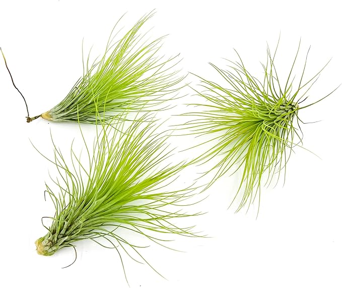 ragnaroc Air Plants - Tillandsia Andreana, Large 4-6" - 3ct - Live Arrival Gauranteed - House Plants for Home Decor & Gift