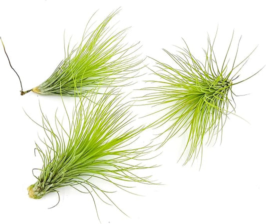 ragnaroc Air Plants - Tillandsia Andreana, Large 4-6" - 3ct - Live Arrival Gauranteed - House Plants for Home Decor & Gift
