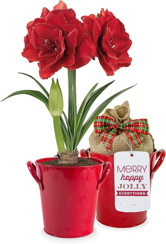 Garden State Bulb Red Double Amaryllis Bulb Gift Kit, 26/28cm (Red Planter)