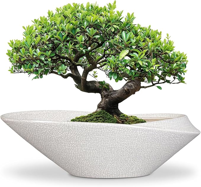 Bonsai Pots - 18 Inch Ceramic Plant Pot for Bonsai Tree, Modern Indoor & Outdoor Succulent Planter with Drainage, Room Decor, Gifts for Plant Lovers, White-Black