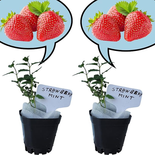 Strawberry Mint Plants. Live, Fragrant, Fresh, Edible. Easy Grow. Indoor/Outdoor. (2 Mint Cups)