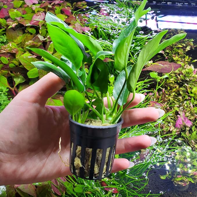 SubstrateSource Anubias Live Aquarium Plants - Potted Freshwater Plant for Fish Tanks, Terrariums - Beginner Friendly Low Light (Nana, 3 Pots)