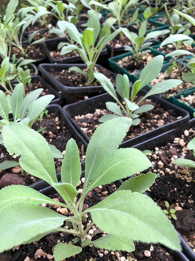 Organic White Sage (Salvia apiana) Plant in 2.5-inch Pot by Smoke Camp Crafts - Herb for Smudging and Purification - Make Your own Smudge Sticks
